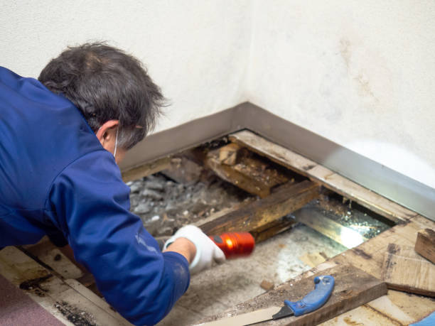 Best Commercial Mold Remediation in Belmar, NJ