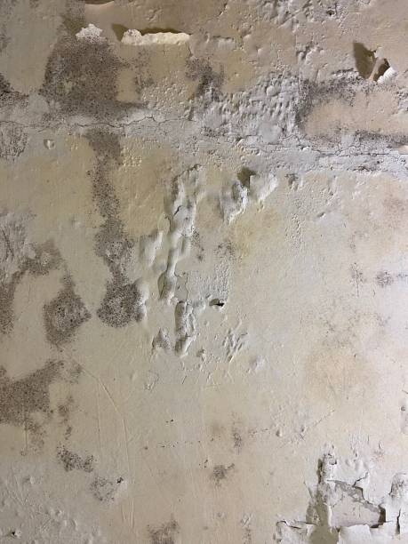 Trusted Belmar, NJ Mold Remediation Experts