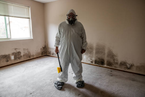 Best DIY Mold Remediation Support Services in Belmar, NJ